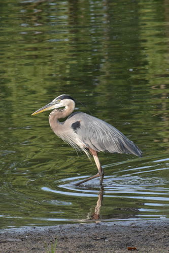 blue heron