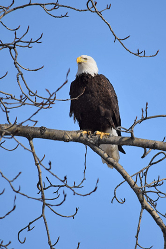 bald eagle