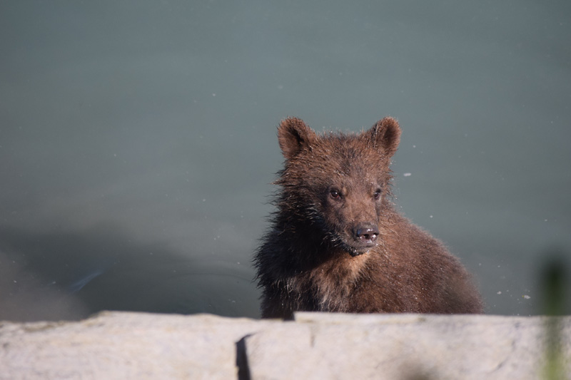 yearling grizzly bear