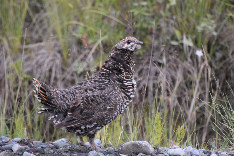 spruce grouse