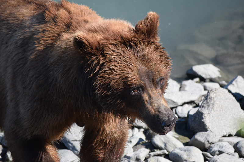 mother grizzly bear