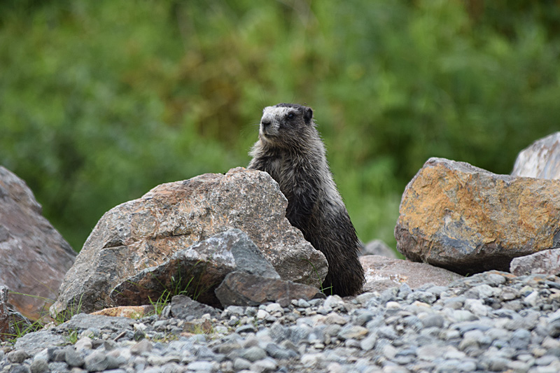 marmot