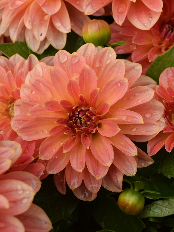 fresh flowers market display