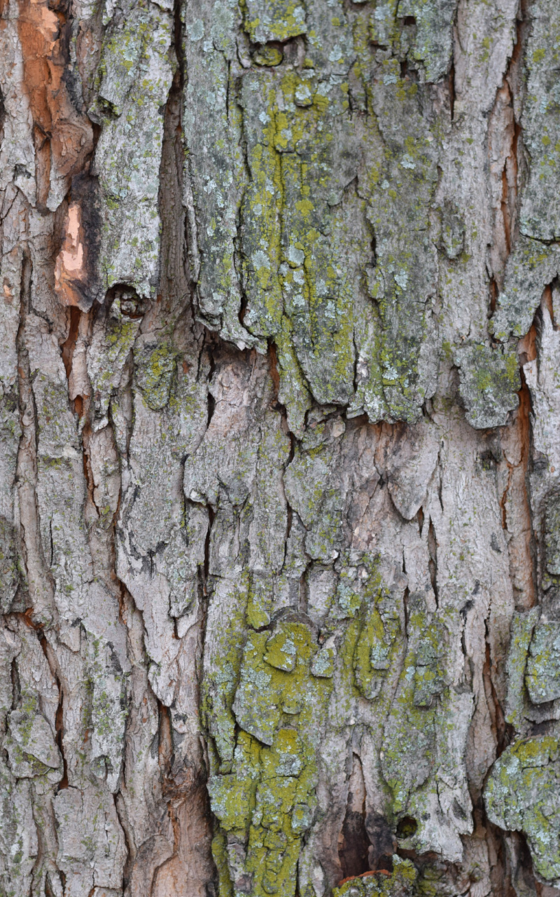 oak tree bark